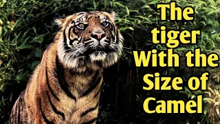 Story of The Deadly Hunt of the Biggest Bengal Tiger Who Turned Jim Corbett's Life। Facts Phylum।