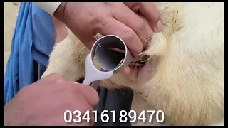 Artificial insemination in goat/AI/Goats