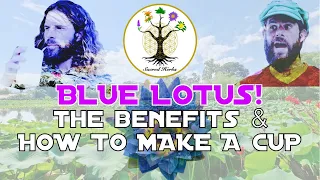 What Is Blue Lotus, The Benefits Of Blue Lotus & How To Make A Cup