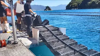 FlipFarm oyster system - restocking baskets with freshly graded oysters