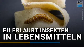 Insekten in Lebensmitteln? Neue EU-Regel erlaubt Insektenpulver im Essen