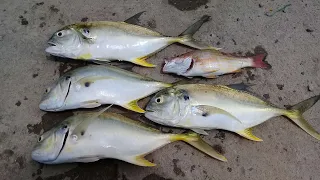 Good catch on the Jetty (Jacks and snapper) 🇯🇲