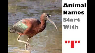 NAME AN ANIMAL THAT STARTS WITH THE LETTER "I" | Animal Names | Nursery Learning | Kids Corner