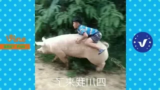 Funny Videos 2017 ● People doing stupid things P50