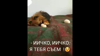 Наш Инстаграм @Pomeranian.ok #шпицуля #померанскийщпиц #померанцы #шпицы