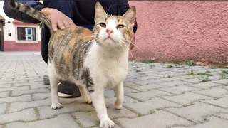 A Pregnant Calico Cat Turns Towards The Camera Every Time.