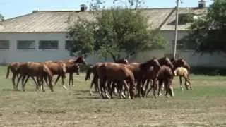 Донские жеребчики годовички из к/з Зимовниковский