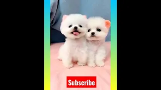 Tik Tok Chó Phõc Sóc Mini 😍 Funny and Cute Pomeranian #209