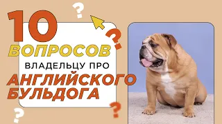 10 вопросов владельцу про английского бульдога: характер, храп и содержание в квартире