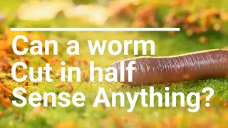 Can a worm cut in half sense Anything ?