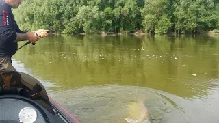 60 kg + 💥👍Danube River Catfish Fight ! 👌💥 60 kg-os Dunai Harcsa !