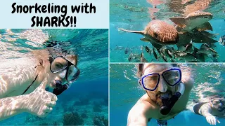 We Swam with SHARKS in Belize! - Snorkeling in Hol Chan Marine Reserve and Shark Ray Alley