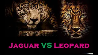 Jaguar VS Leopard l Jaguar comparison with Leopard