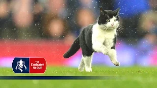 Cat invades pitch during Everton v Dag & Red (Emirates FA Cup R3) | Snapshots