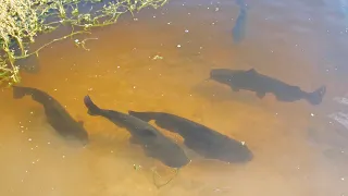 The Catfish Are Taking Over!