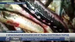 У браконьеров изъяли 245 кг рыбы осетровых пород