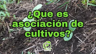 ¿Que es asociación de cultivos?