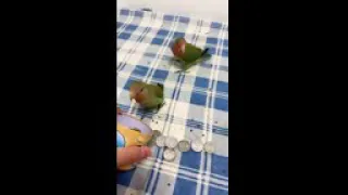 Parrot Talking - Smart And Funny Parrots Video #1 | Pets Town #sortsyoutub