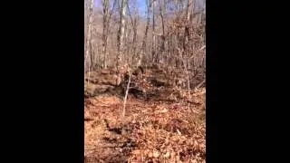 Bigfoot siting Sasquatch is alive ! November 3,2013