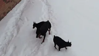 Цвергпинчеры и немецкий пинчер! наши гулянки. Пришла зима 🖤❄❄❄