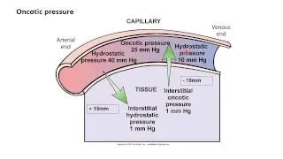 Fluids and Electrolytes with Images  and Voice Part 3