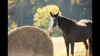 Round Bale Hay Net for Horses and Livestock