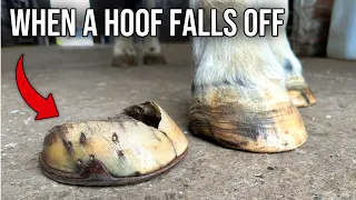 The Horse That Lost Its Hoof (Hoof Restoration)