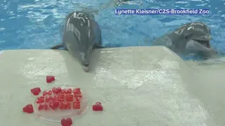 VIDEO: Brookfield Zoo animals celebrate Valentine's Day