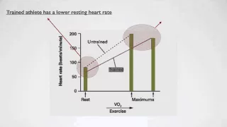 Physiological adaptations to training Part 1