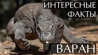 Варан, самая большая ящерица - интересные факты