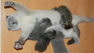 Cat Moms Nursing Their Cute Baby Kittens Videos Compilation 2018