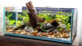 DIY All-In-One Betta Aquascape