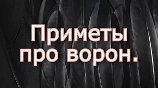 Приметы про ворон. Народная мудрость о воронах