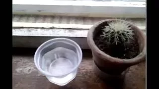 Как правильно поливать кактусы?/ How to water the cactus ?