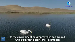 GLOBALink | Birds find paradise in China's largest desert