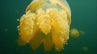 Jellyfish lake- misool