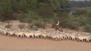 Travessia da Boiada - Rio Negro - Pantanal - Fazenda Barra Mansa