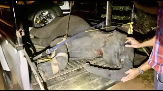 Wildlife Conservation | Baby Elephant Rescue | Orphan Elephant Fenya