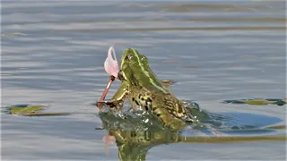 Frosch springt nach Kleinlibelle /  Frog jumps after damselfly