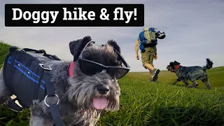 🐕  🪂 Paragliding with my dog! Hike & fly with Stan.