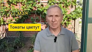 Томаты цветут