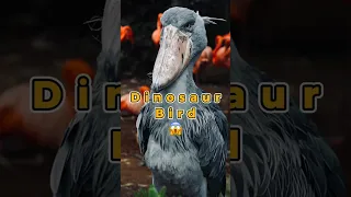 Shoebill | The Dinosaur Bird #shorts #short #youtubeshorts #shoebill #viral #wildlife #animals