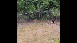 Coyote vs male cat 🤯