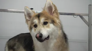 Husky mix sings me some songs