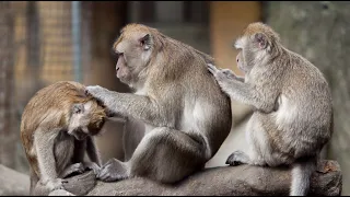 Смешные обезьянки в зоопарке Funny monkeys in the zoo