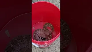 Western Diamondback Rattlesnake in White Rock, NM