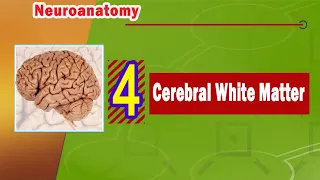 04. Cerebral white matter