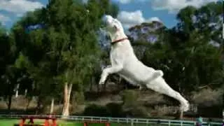 TV Commercial - Purina - Beggin' Party Poppers - When Pigs Fly - Your Pet Our Passion