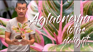 Aglaonema lotus delight care and propagation (with updates)