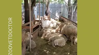 Болезни овец коз баранов оспа овец кокцидиоз эстроз эймериоз бруцеллез чесотка тимпанол лечение ящур